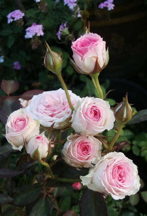 23 Best Mimi Eden Rose Images On Pinterest Eden Rose Beautiful Roses