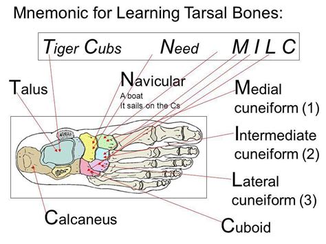 Todays Mnemonic Basic Anatomy Tarsal Bones Nptestudybuddy