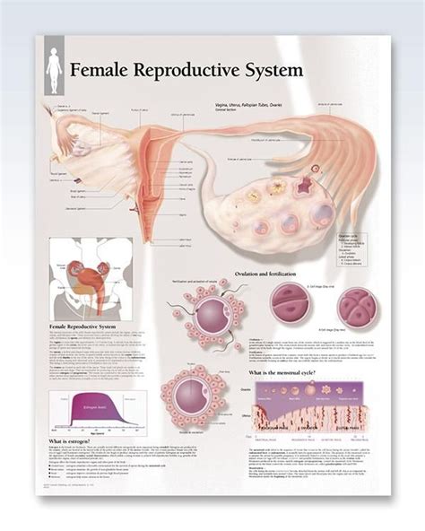 Female Reproductive System Chart 22x28 Reproductive System Female Reproductive System Female