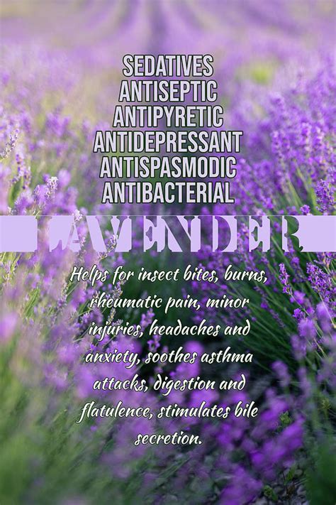 Lavender Herb Benefits Ornament Photograph By Ana Naturist Fine Art
