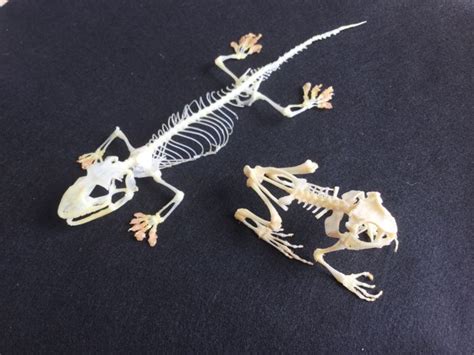 Tokay Gecko And Javanese Toad Articulated Skeletons Gecko Gecko And