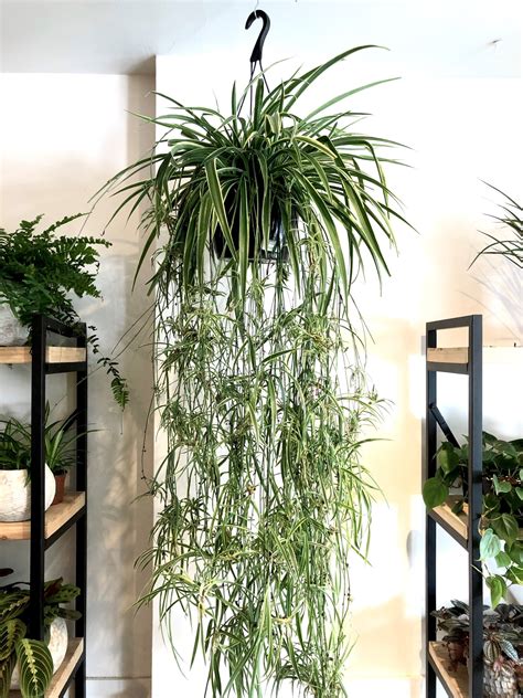 Chlorophytum Reversed 10 Spider Plant In Hanging Basket