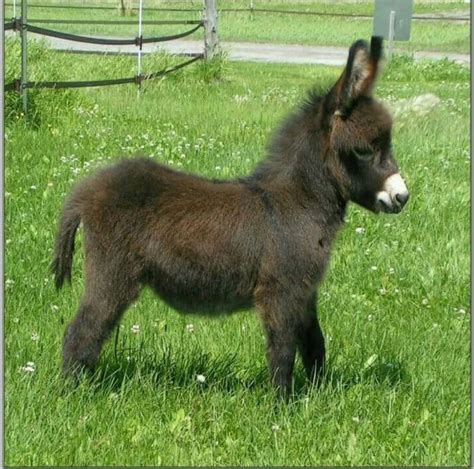 Pin By Denise On Animals Donkeys Cute Baby Animals Baby Donkey