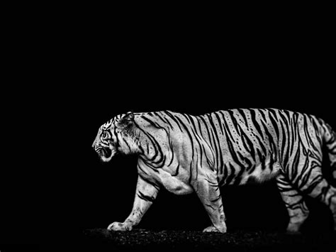Download Wallpaper Tiger In The Darkness 1280x960