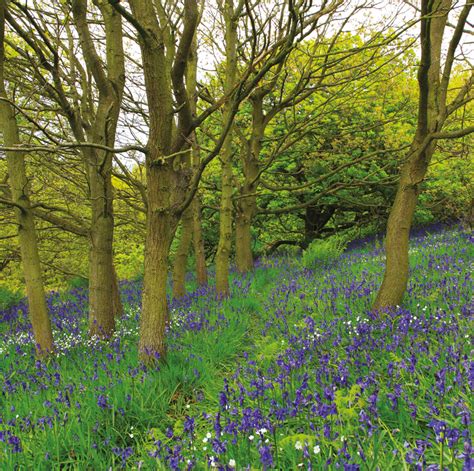 Vkguy Photography Blank Greeting Card Of A Bluebell Wood