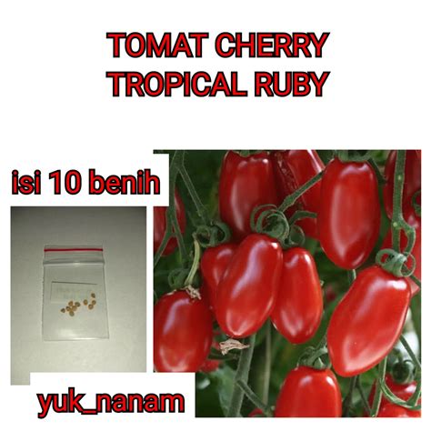 Jual 10 Benih Tomat Cherry Tropical Ruby Bibit Chery Buah Ceri Tanaman