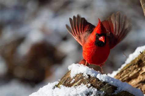 Hd Wallpaper Red Cardinal Bird On Tree During Daytime Northern