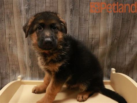 German Shepherd Dog Dog Male Black Tan 3750363 Petland Racine Wi