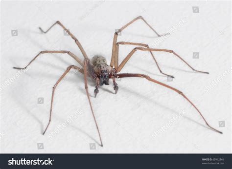 House Spider Tegenaria Domestica Stock Photo 65912365 Shutterstock