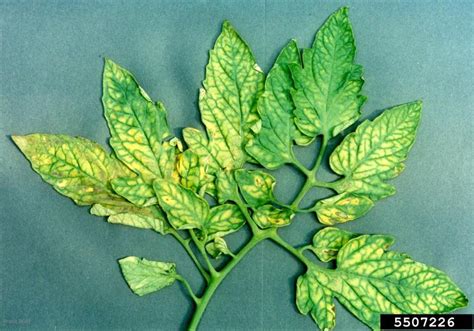 However, the response mechanism is known. magnesium deficiency on garden tomato (Solanum ...