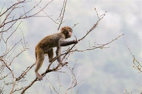 Monkey On Tree Stock Photo Image Of Animal Wild Bird 8897246