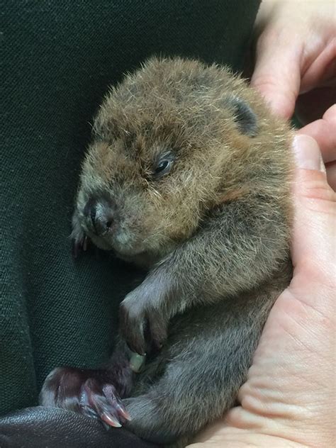10 Adorable Baby Beavers To Celebrate International Beaver Day Bored