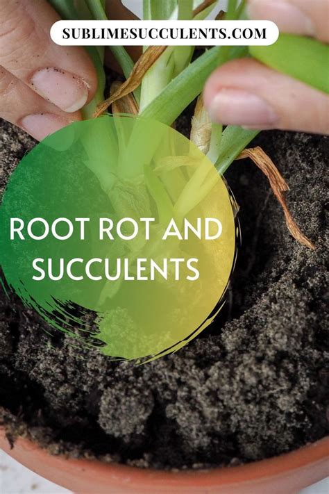 Check spelling or type a new query. Succulent Root Rot - Fast Treatment to Healthy Plants ...