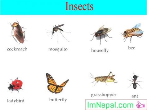 Yandex.translate works with words, texts, and webpages. Learn Nepali Language. Learning Nepali with a Lot of Example