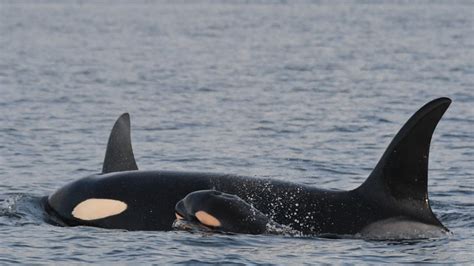 New Orca Calf In Southern Resident Killer Whale J Pod