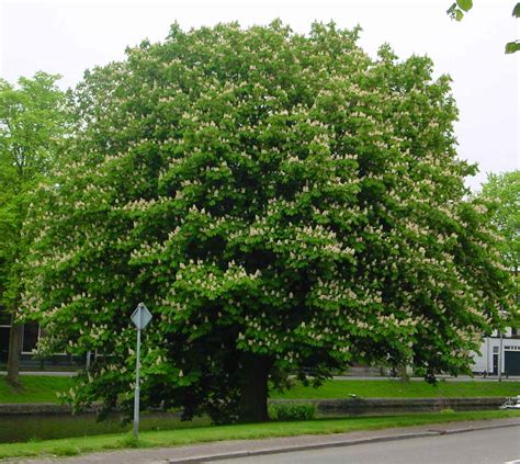 Horse Chestnut Tree 4