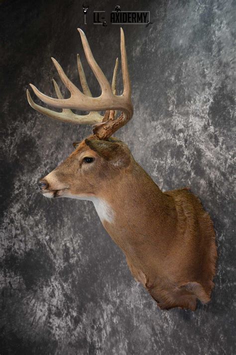 Whitetail Deer Shoulder Taxidermy Mount Sku 1547 All Taxidermy