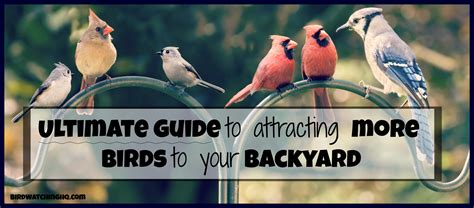 Attract Birds With These SIMPLE Strategies [2021] - Bird Watching HQ | How to attract birds ...