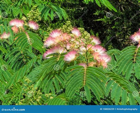 Mimosa Pink Silk Tree Albizia Julibrissin Stock Image Image Of