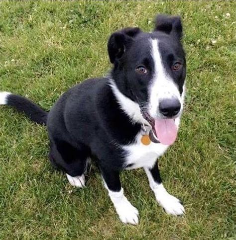 The shollie is a beautiful crossbreed that mixes the german shepherd with the border collie. border collie german shepherd mix | German shepherd mix ...
