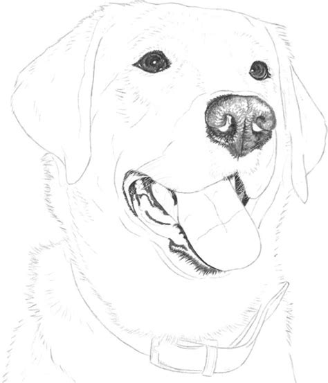 Labrador Dog Drawing At Explore Collection Of