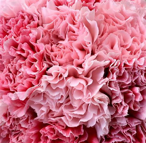 Pink Carnations Pink Carnations Types Of Flowers Fabric Patterns