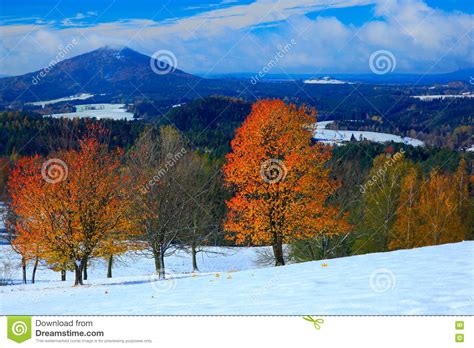 Orange Leaves Trees With First Snow Durring Autumn