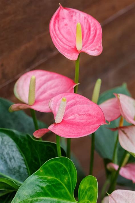 Pink Flamingo Flower Stock Image Image Of Plant Present 76615141