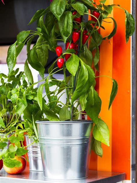 Super chili is a very compact variety, making it a great choice for indoor growing. 9 Awesome Balcony Garden Ideas and Tips - Plants for your ...