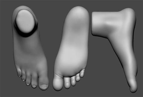 Foot Zbrush2022 File And Low Poly And High Poly 3d Model Cgtrader