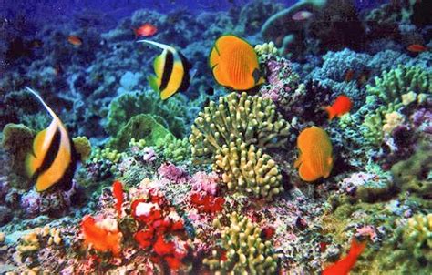 Keanekaragaman Biota Laut Indonesia Tiada Masalah Tanpa Solusi