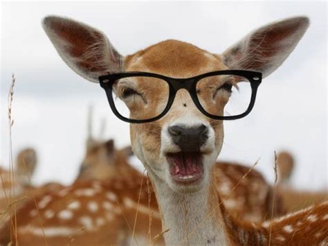 Animals Wearing Glasses Looking Super Cute