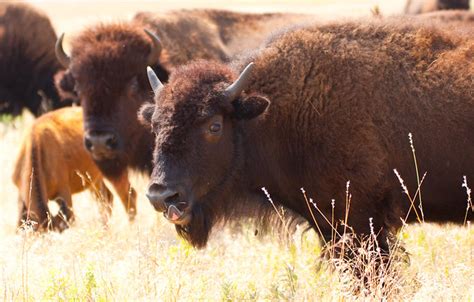 Bison Or Buffalo Wichita Mountains Wildlife Refuge Oklahoma Ok Flickr