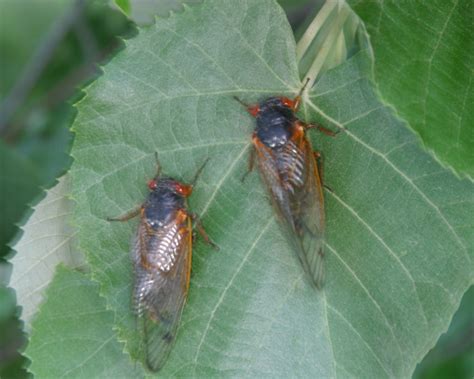 Fs220 Periodical Cicadas 17 Year Locusts Rutgers Njaes