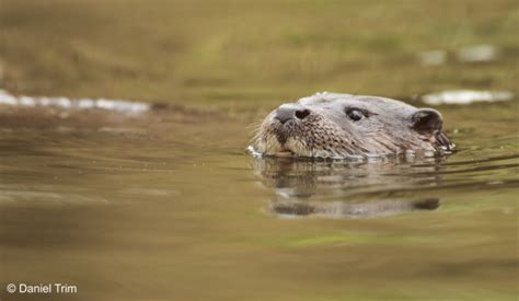 Walk This Water Way Wednesday Otters The Mammal Society
