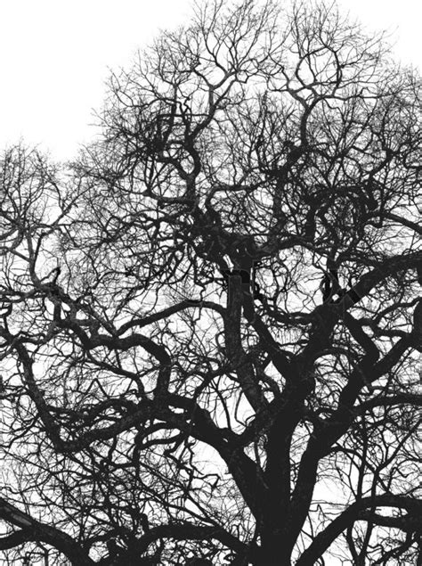 Big Tree Black And White Background Stock Photo Colourbox