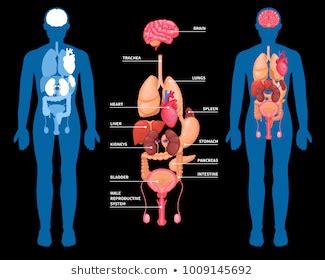 The kidneys are a pair of bean shaped organs, and each is about the size of a fist. Body Images, Stock Photos & Vectors | Shutterstock