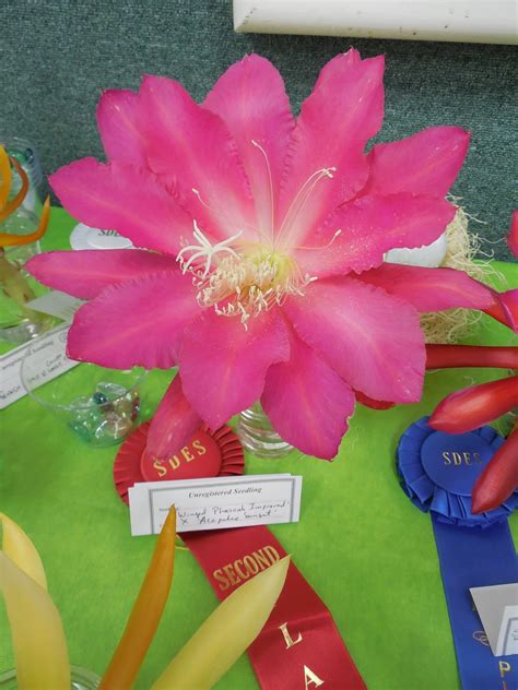 Choose from 1000's of healthy epiphyllum cuttings representing over 300 hybrids from our catalog. The Epiphyllum Garden: San Diego Epiphyllum Society Show