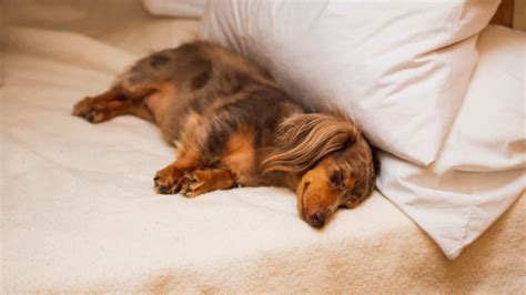 Dachshund Complete Sleeping Guide Timeline Problems Solutions
