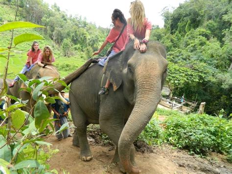 pin auf elephants and sexy women 7 elefanten fun travel reise