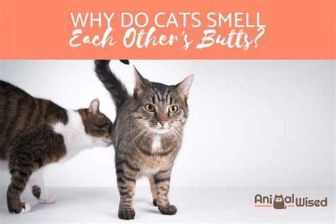 Why Do Cats Sniff Each Other S Butts Reasons Cats Smell Butts