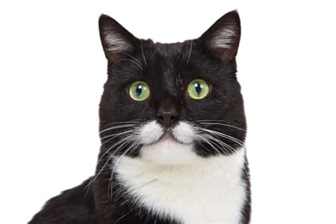 Tuxedo Cats Facts Lifespan And Intelligence All About Cats 2022