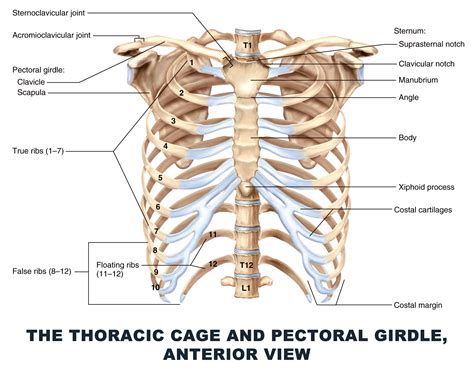 Numbered ribs, sternum, cartilage parts and clavicular articulation. The Thoracic Cage and Pectoral Girdle, Anterior View - # ...