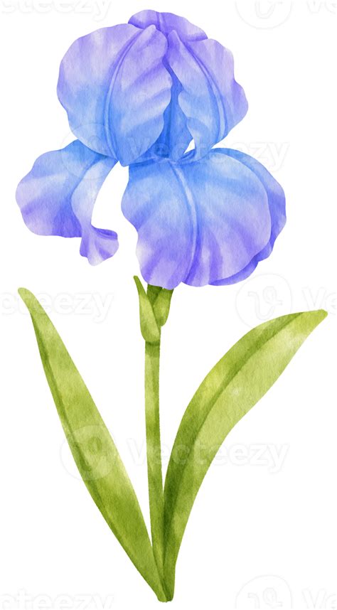 Blue Iris Flowers Watercolor Illustration 9785252 Png