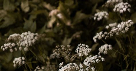 Clusters Of White Flowers · Free Stock Photo