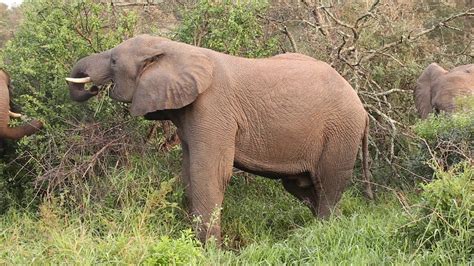African Elephants Hluhluwe Game Reserve Youtube