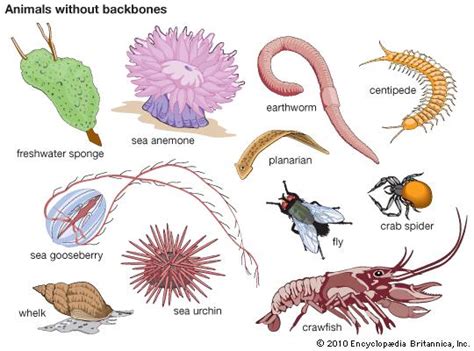 Sea Anemone Invertebrate Images