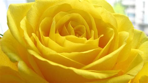 We have an extensive collection of amazing background images carefully chosen by our community. 20 Yellow Rose Wallpapers - WallpaperBoat