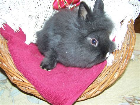 Double maned lionhead rabbit for sale. Lionhead rabbit Rabbits For Sale | New Holland, PA #258204