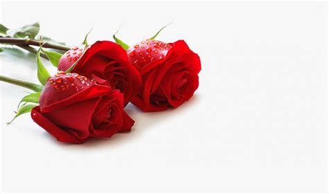 Top 25 Red Rose Wallpapers Hd Download High Definition ~ Get All Kind